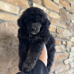 Romeo - Black male Poodle puppy in Lathrop, California from Stellar Poodles