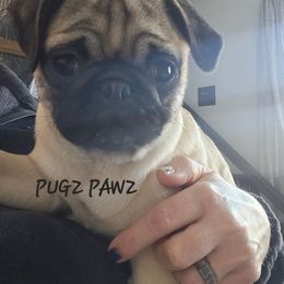 Pug Puppies from PUGZ PAWZ