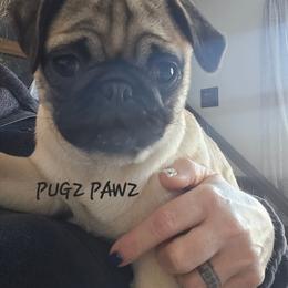 Pug Puppies from PUGZ PAWZ