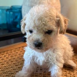 Curly - Apricot female Maltipoo puppy in Wendell, North Carolina from Teddys Teddy Bears