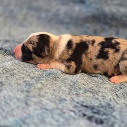 Spot - White and blue merle male Border Collie puppy in Red Bluff, California from 3R Ranch / Australian cattle dogs