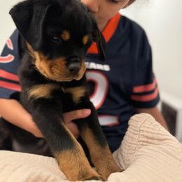 Rottweiler Puppies from Von Alley Rottweilers