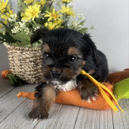 Teacup Y-B - Black and tan male Yorkshire Terrier puppy in Dahalonega, Georgia from Country Dog Kennels.