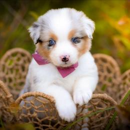 Lily - Blue merle female Australian Shepherd puppy in Georgetown, Texas from River Reign Australian Shepherds