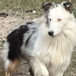 Nook - Shetland Sheepdog