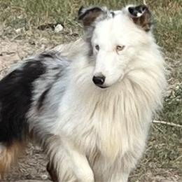 Nook - Shetland Sheepdog