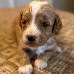 Pink collar girl - Red  female Goldendoodle puppy in Vian, Oklahoma from Dog Days Doodles