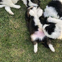 Bernedoodle Puppies from Heart J Bernedoodles