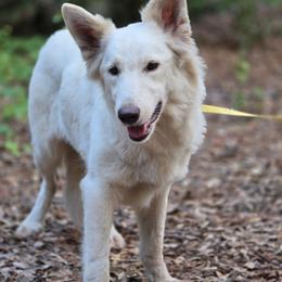 Aelin - White female German Shepherd puppy in Hawthorne, Florida from Lace's High Flying German Shepherds And Golden Retrievers