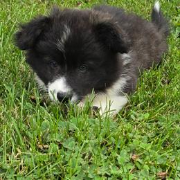 DARLA - Black and white female American Corgi puppy in Walker, Iowa from Double K Corgis
