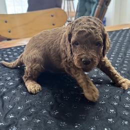 Ellis - Red male Cockapoo puppy in Sheridan, Missouri from Shepherdsfold’s Cockapoos