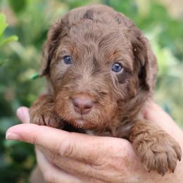 Dobby - male Golden Mountain Doodle puppy in Murray, Utah from Good Looking Dogs