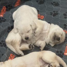 Labrador Retriever Puppies from Luvable AZ Labs