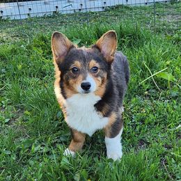 Rossi - Gray and white male American Corgi puppy in Dunbar, Nebraska from Nightstreak Corgis