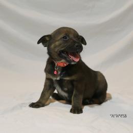 Loretta Lynn - Blue female Australian Cattle Dog puppy in Willamina, Oregon from Cherished Chihuahuas