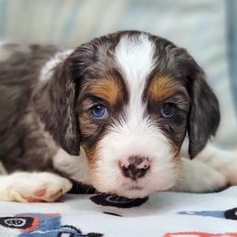 Cavapoo Puppies from Southwest Cavapoos