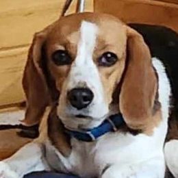 Deuce - Beagle