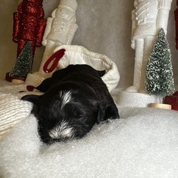 Poodle and Schnoodle Puppies from Bred by Brennen