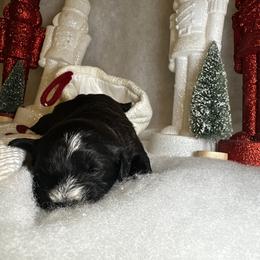 Poodle and Schnoodle Puppies from Bred by Brennen
