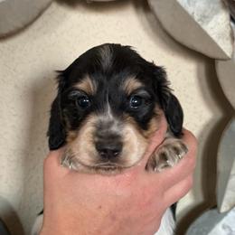 Valen - Piebald male Dachshund puppy in Ramona, Oklahoma from Schmitt Dachshunds
