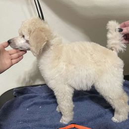 Orange Collar - Stitches - Cream Poodle puppy in Phoenix, Arizona from Desert Diamond Poodles