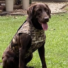 Nala - Labrador Retriever