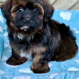 Rusty - Red brindle male Havanese puppy in Wappapello, Missouri from Titanium Havanese LLC