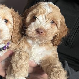 Boy 1 - Cockapoo puppy from Cooper Family Cockapoos