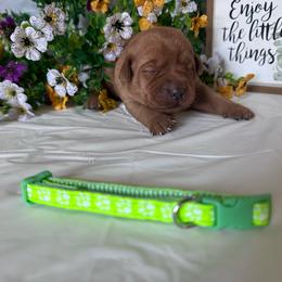 Lime Green - Yellow female Labrador Retriever puppy in Newton Grove, North Carolina from Wayalife Labradors & Gsp’s