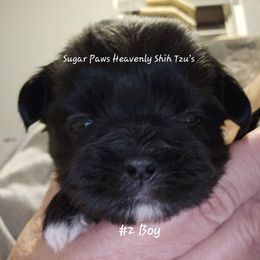 Second born - Black and white male Shih Tzu puppy in Havelock, North Carolina from Sugar Paws Heavenly Shih Tzu’s and Yorkshire Terriers