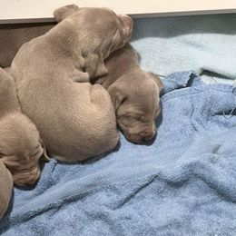 Females - Silver gray Weimaraner puppy in Chokio, Minnesota from Witt Weimaraner Kennel