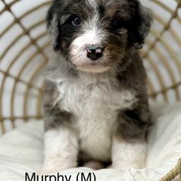 Murphy - Blue merle male Bernedoodle puppy in Sterling, Colorado from North 40 Doodles