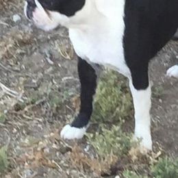 Boston Terriers from Sho-Biz Boston's