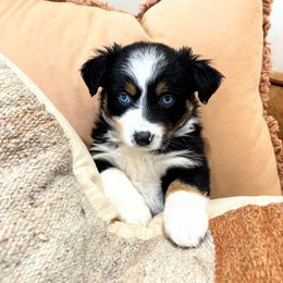 Girl 1 - Miniature American Shepherd puppy in Moscow, Idaho from Panhandle Australian Shepherds