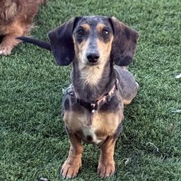 Frijol - Dachshund