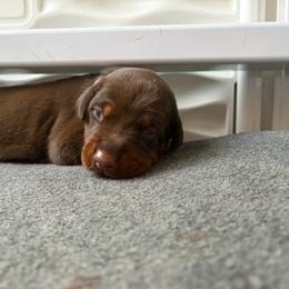 Merida - Red and rust female Doberman Pinscher puppy in Lynn, Michigan from Creekside Dobermans