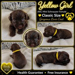 AKC Liver female - Liver female Miniature Schnauzer puppy in Temple, Texas from Schnauzers Of Taylor