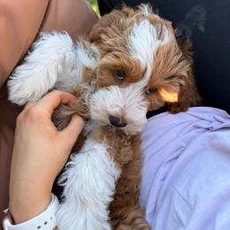 Goldendoodle Puppies from Blissful Doodles