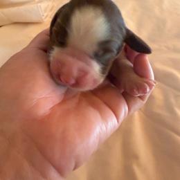 Boy 2 - Liver and white male English Springer Spaniel puppy in Wells, Vermont from Everyday Sunshine Springers