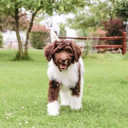 Aussiedoodle Puppies from Blue Mountain Aussiedoodles