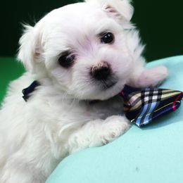 Maltese Puppies from Franny's Maltese Puppies