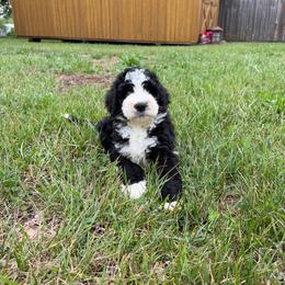Gucci with training - Black and white male Bernedoodle puppy in Boonville, North Carolina from Doods & Dolls