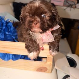 Puppy - Chocolate female Shih Tzu puppy in Azusa, California from RJ Shih Tzu lover