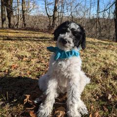 Double Doodle Puppies from Breedlove Mtn Doodles