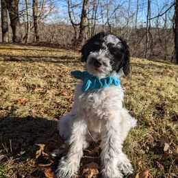 Double Doodle Puppies from Breedlove Mtn Doodles