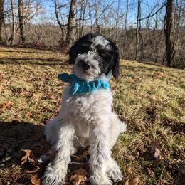 Double Doodle Puppies from Breedlove Mtn Doodles