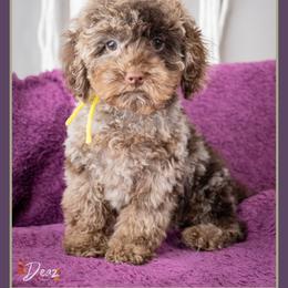 Paula - Merle female Cockapoo puppy in Connersville, Indiana from Deaz Doodle Ranch