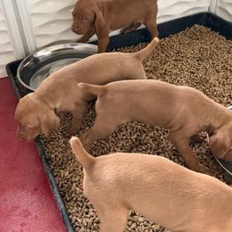 Vizsla Puppies from Firestone Vizslas