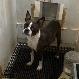 Maple - Boston Terrier