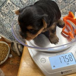 Sunshine - Black and gold female Yorkshire Terrier puppy in Phoenix, Arizona from Coursey’s Yorkies